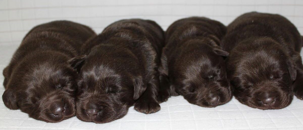 cuccioli di labrador chocolate