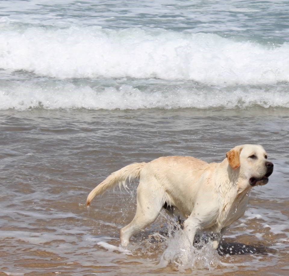 Labrador che corre nell'acqua