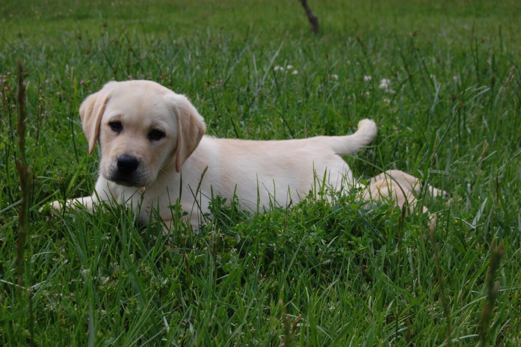 Labrador nel prato