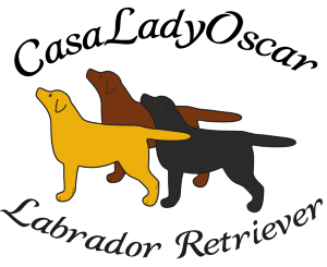 CasaLadyOscar Labrador Retriever