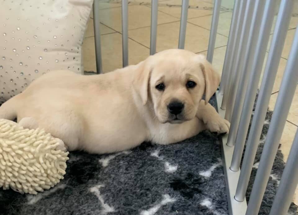 cucciolo di labrador miele nella culla