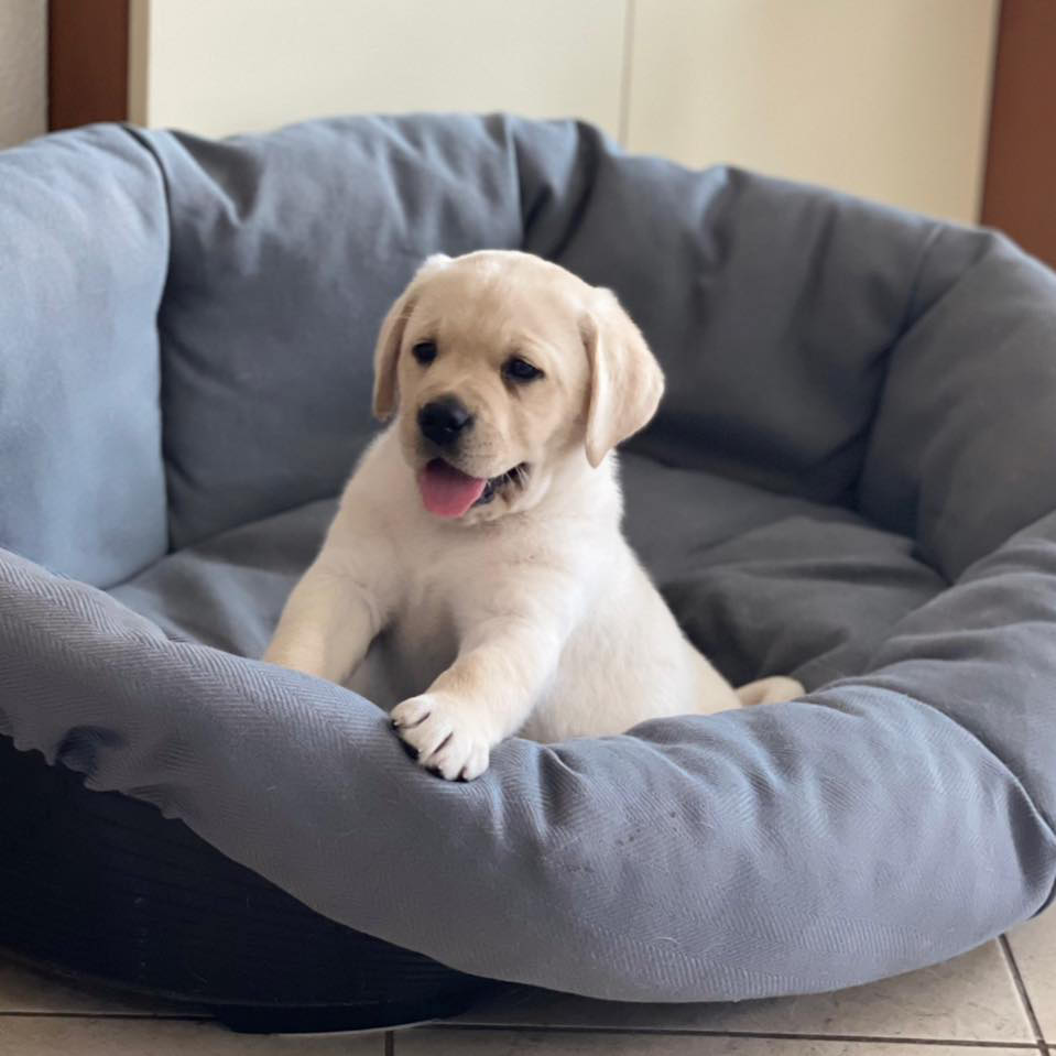 cuccioletto nel lettino
