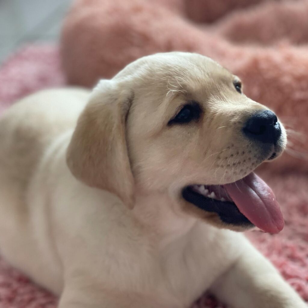 cucciolo labrador CasaLadyOscar