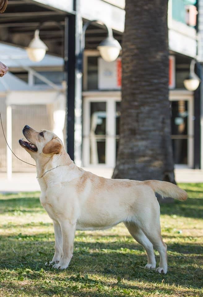 Labrador miele CasaLadyOscar