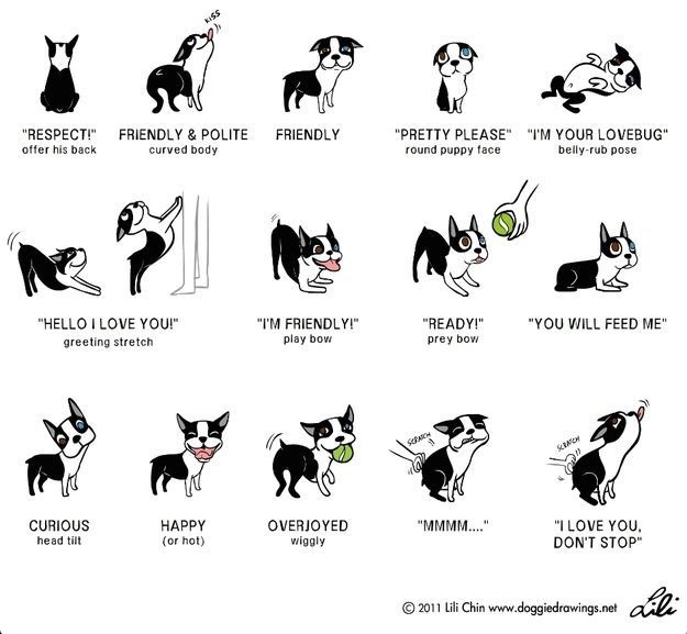 Altri segnali di calma nel cane
