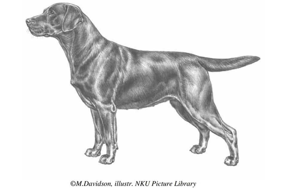 standard del labrador tavola