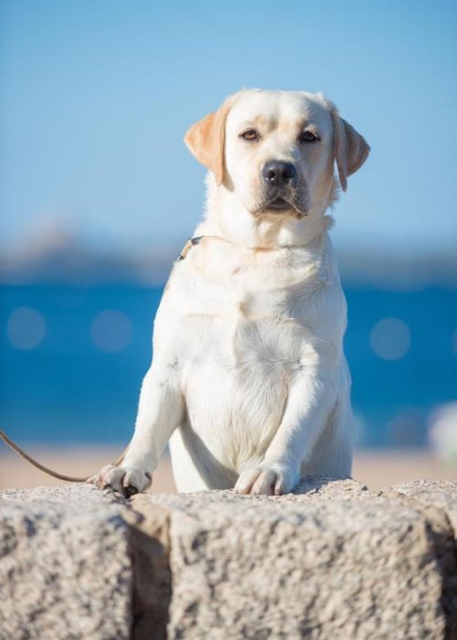 Labrador attento