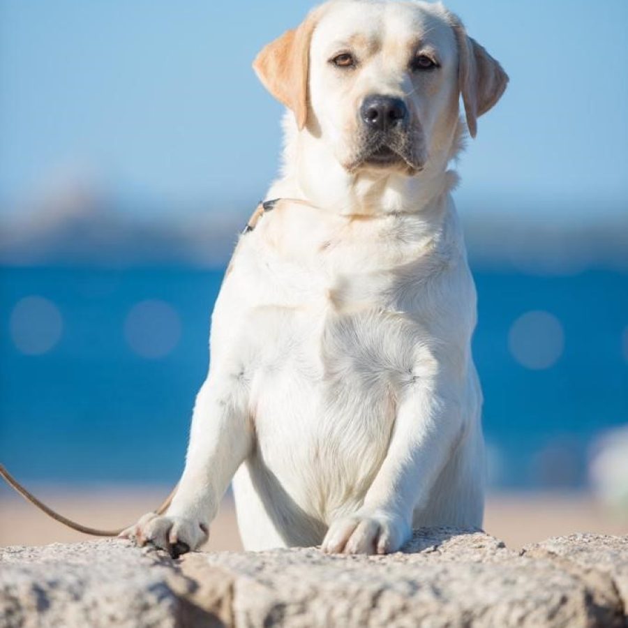 Labrador attento