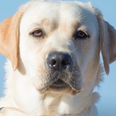 Labrador attento