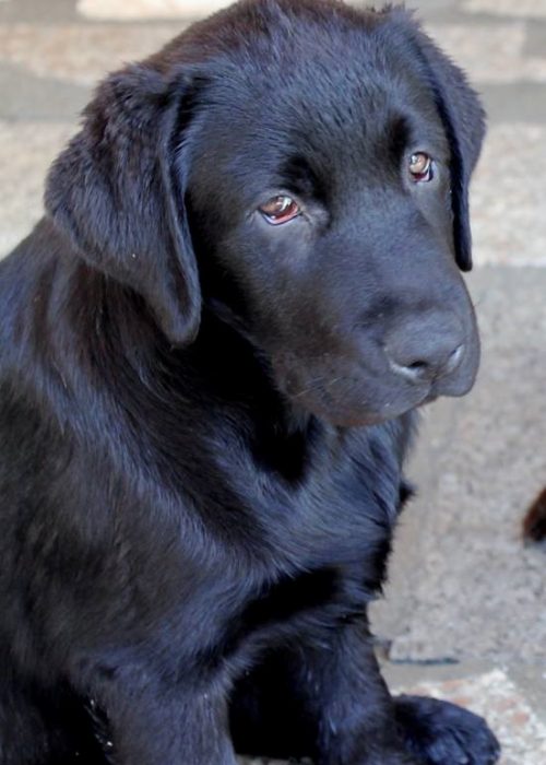 Labrador nero
