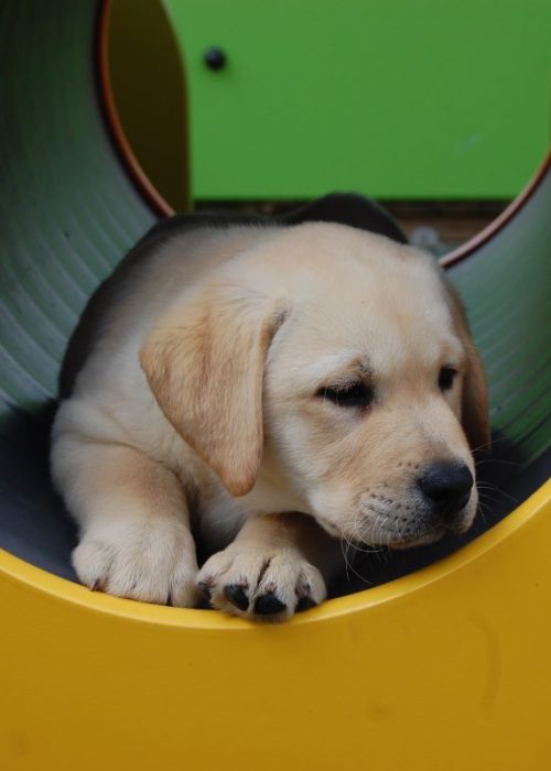 Labrador che dorme nel pargo giochi