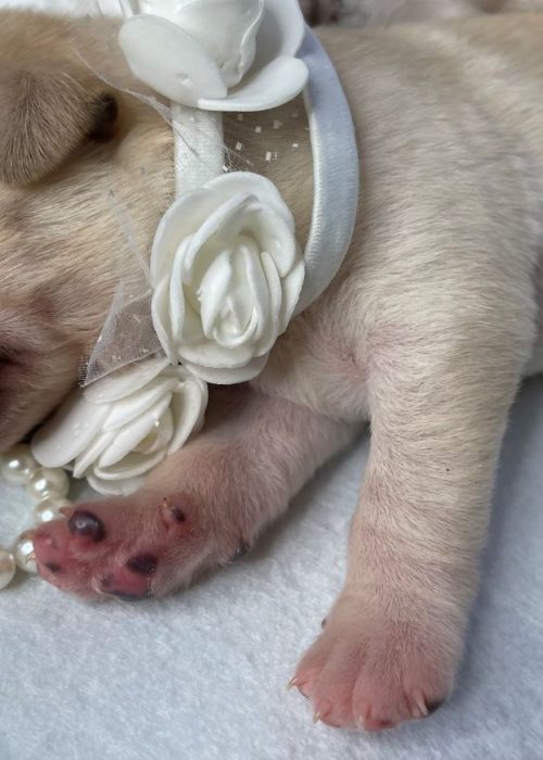Cucciolo labrador