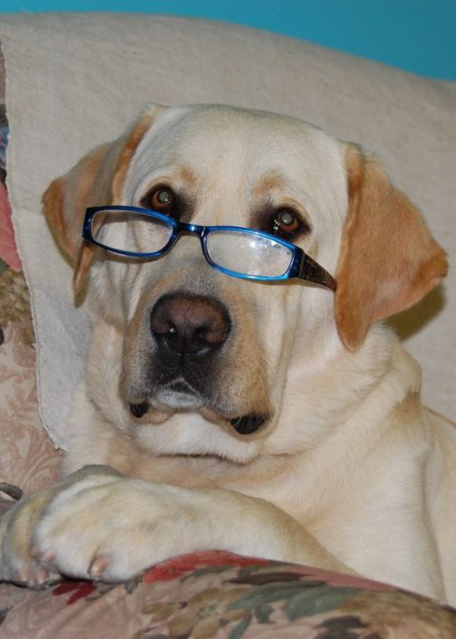 Oscar con gli occhiali