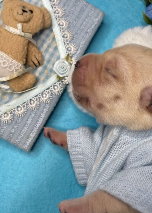 Cucciolo labrador nella culla