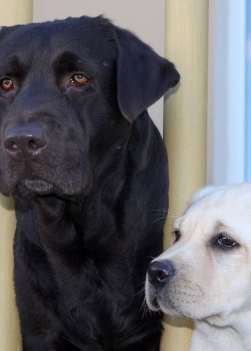 Cani Labrador