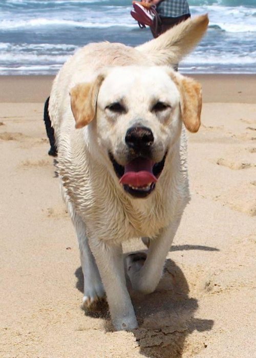 Cane in spiaggia