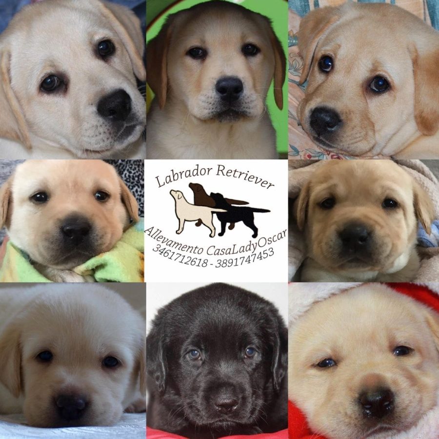 CasaLadyOscar - allevamento Labrador a Mandas