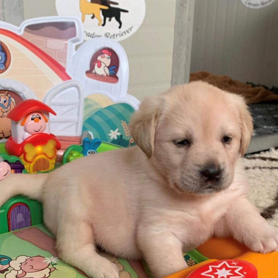Cuccioletto Labrador con i giochi