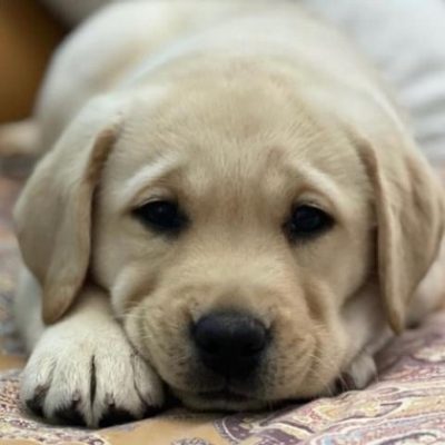 Cucciolo Labrador
